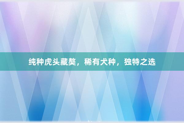 纯种虎头藏獒，稀有犬种，独特之选